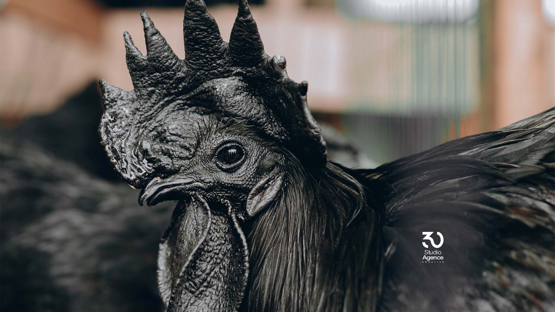 Le SARA 2025 tire sa révérence… sous le regard noir d’un coq légendaire